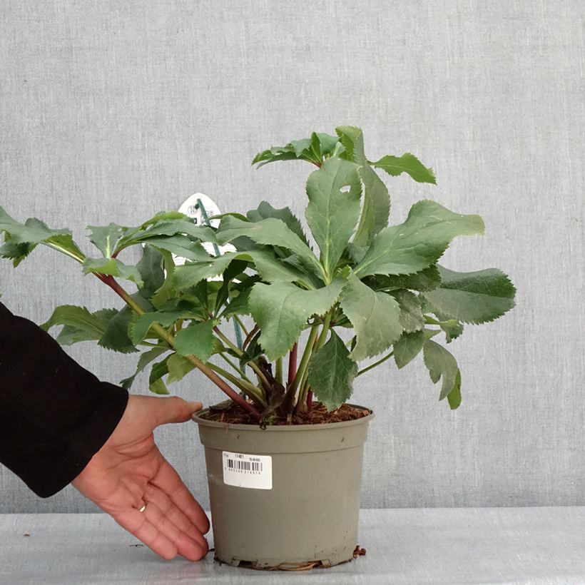 Helleborus ViV Stefania - Elleboro Vaso da 2L/3L esemplare consegnato in inverno