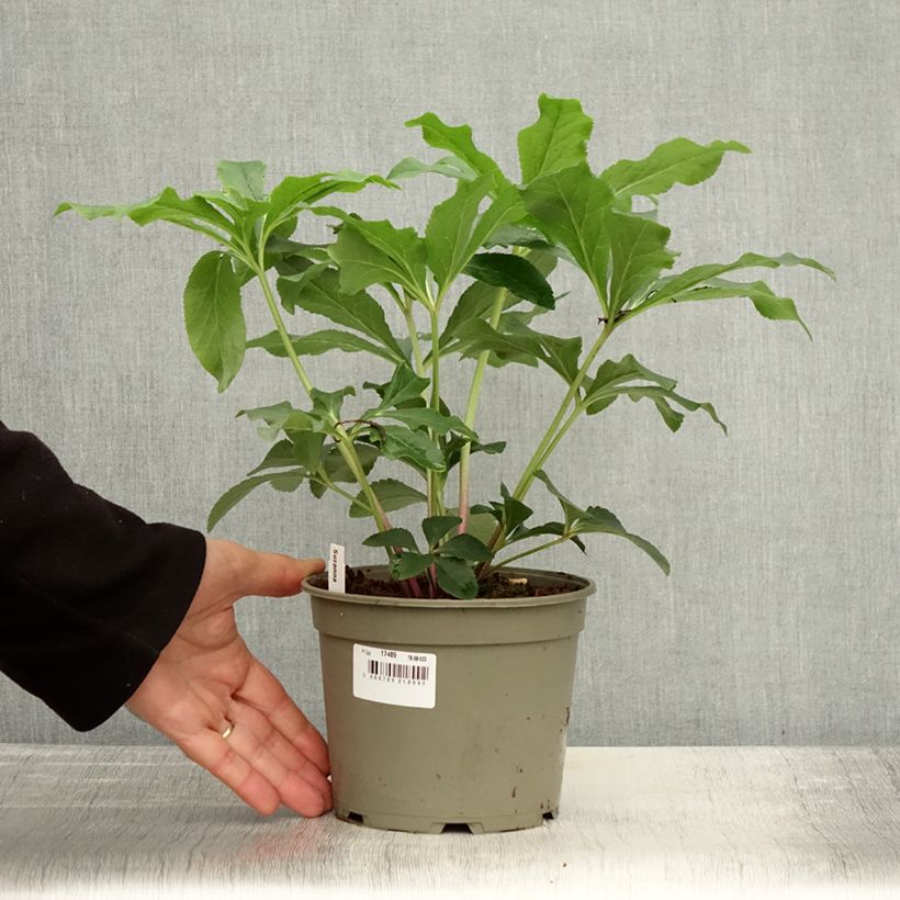 Esemplare di Hellébore orientale ViV Suzanna Pot de 2L/3L come consegnato in autunno