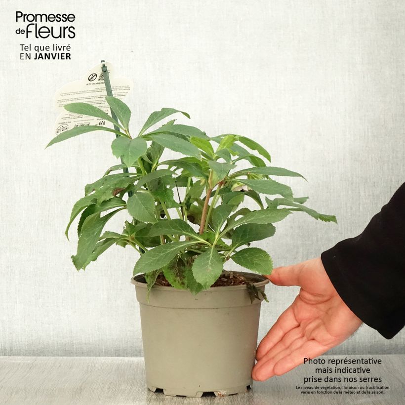 Helleborus ViV Teresa - Elleboro Vaso da 2L/3L esemplare consegnato in inverno