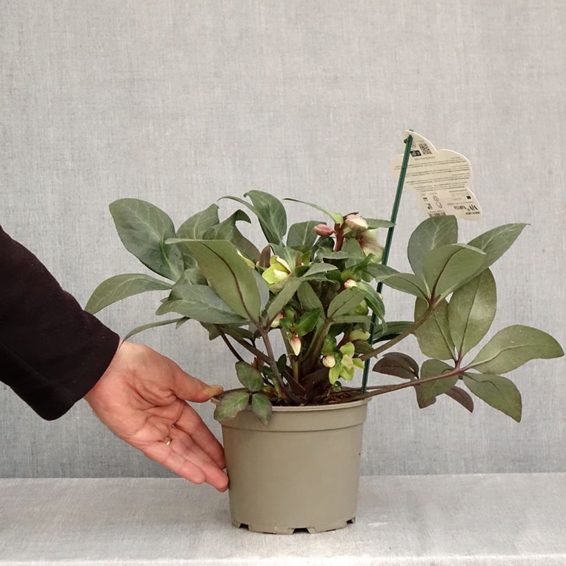 Esemplare di Helleborus ViV Valeria - Elleboro Vaso da 2L/3L come consegnato in autunno