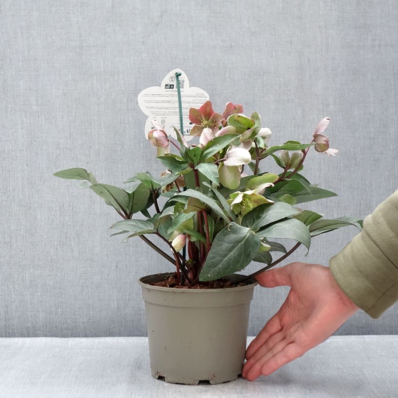 Helleborus ViV Valeria - Elleboro Vaso da 1L/1,5L esemplare consegnato in inverno