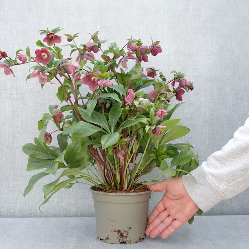 Helleborus ViV Victoria - Elleboro Vaso da 2L/3L esemplare consegnato in primavera