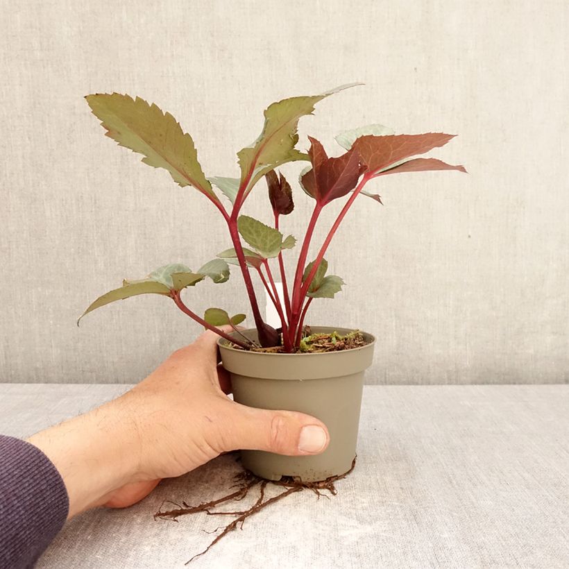 Helleborus sternii Flame - Elleboro Vaso da Ø 12 cm / 13 cm esemplare consegnato in primavera
