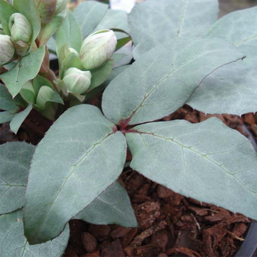 Helleborus sternii Grey Star - Elleboro (Fogliame)