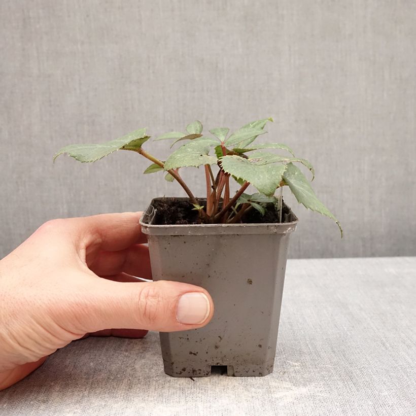 Example of Helleborus sternii - Elleboro Vasetto da 8/9 cm as you get in hiver