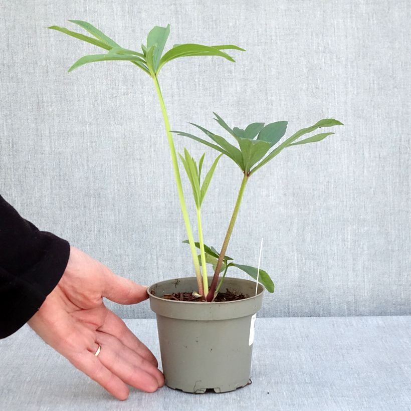 Helleborus orientalis subsp. abchasicus - Elleboro orientale Vaso da Ø 12 cm / 13 cm esemplare consegnato in primavera