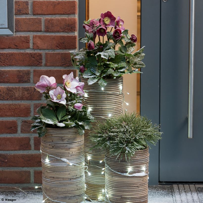 Helleborus lemperii HGC Leila - Elleboro (Porto)