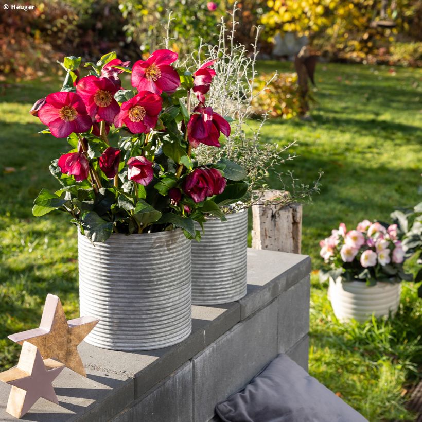 Helleborus lemperii HGC Leona - Elleboro (Porto)