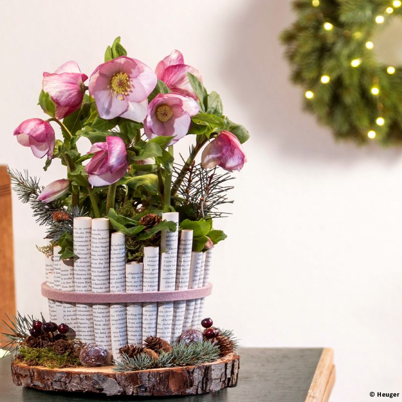 Helleborus lemperii HGC Liara - Elleboro (Porto)