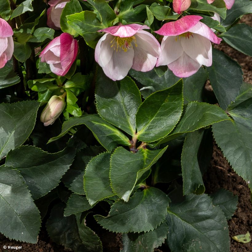 Helleborus lemperii HGC Lola - Elleboro (Fogliame)