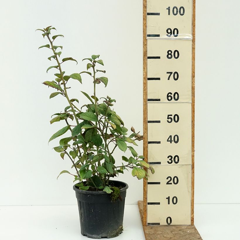 Esemplare di Helwingia japonica (Feminna) Vaso da 7,5L/10L consegnato in estate