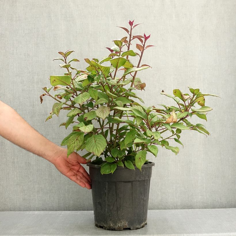 Helwingia japonica (Feminna) Vaso da 7,5L/10L esemplare consegnato in primavera