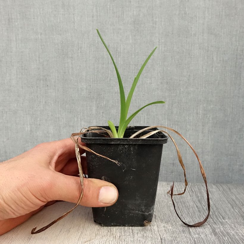 Hemerocallis Amadeus - Emerocallide Vasetto da 8/9 cm esemplare consegnato in primavera