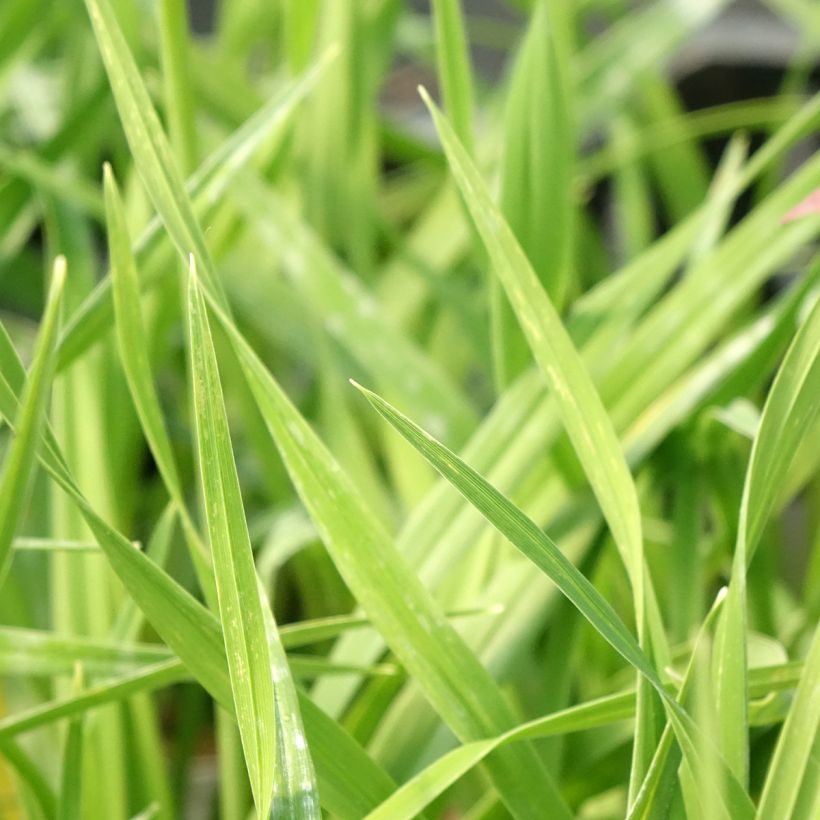 Hemerocallis American Revolution - Emerocallide (Foliage)