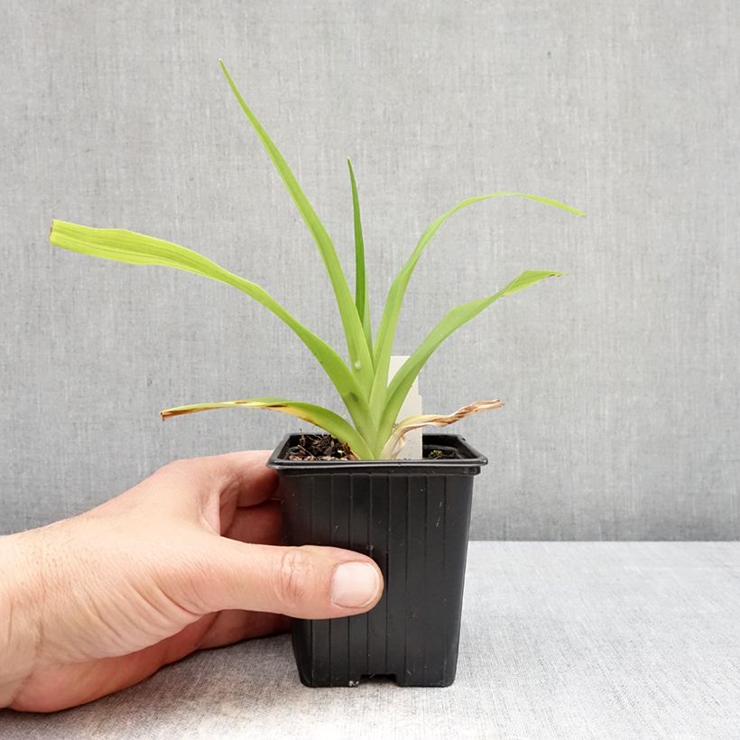 Hemerocallis Apricot Beauty - Emerocallide Vasetto da 8/9 cm esemplare consegnato in primavera