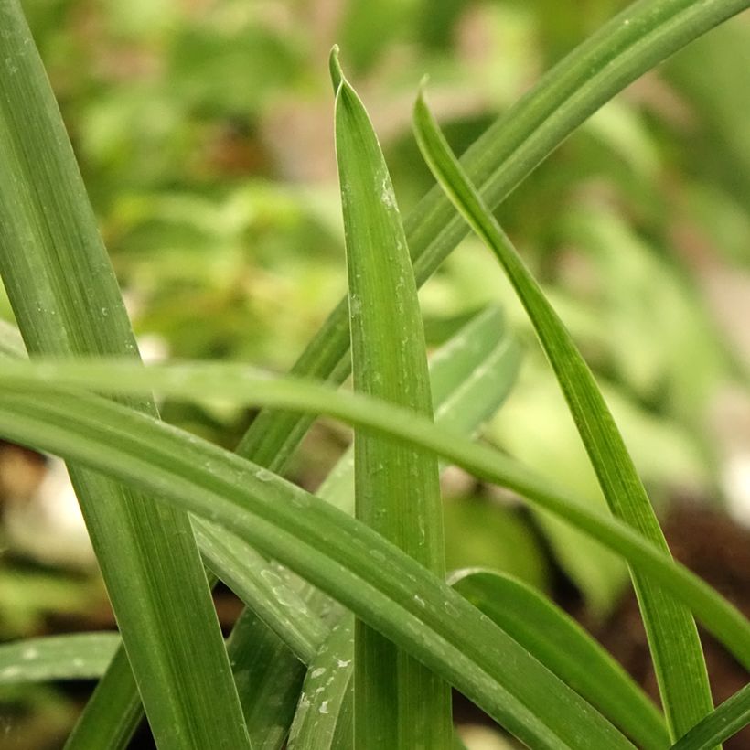 Hemerocallis Arctic Snow - Emerocallide (Foliage)
