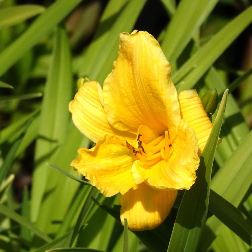 Hemerocallis Bakabana - Emerocallide (Fioritura)
