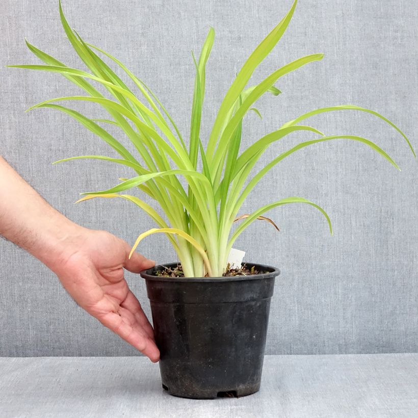 Example of Hemerocallis Bakabana - Emerocallide Vaso da 2L/3L as you get in printemps