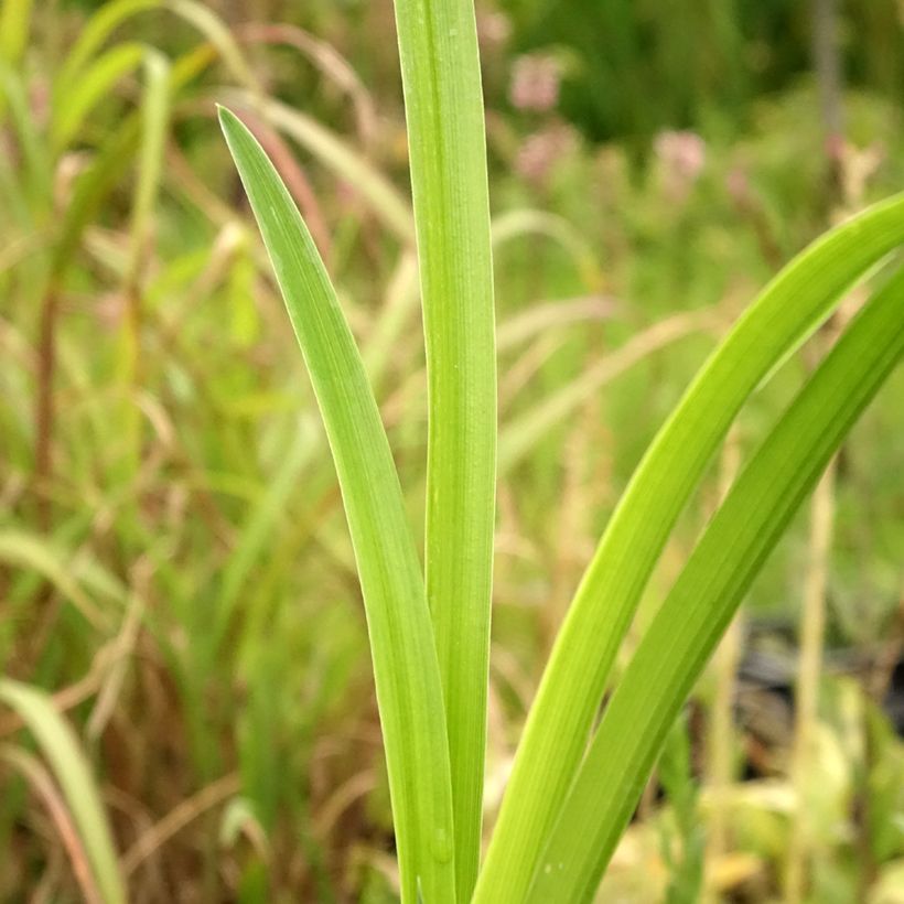 Hemerocallis Bela Lugosi - Emerocallide (Foliage)
