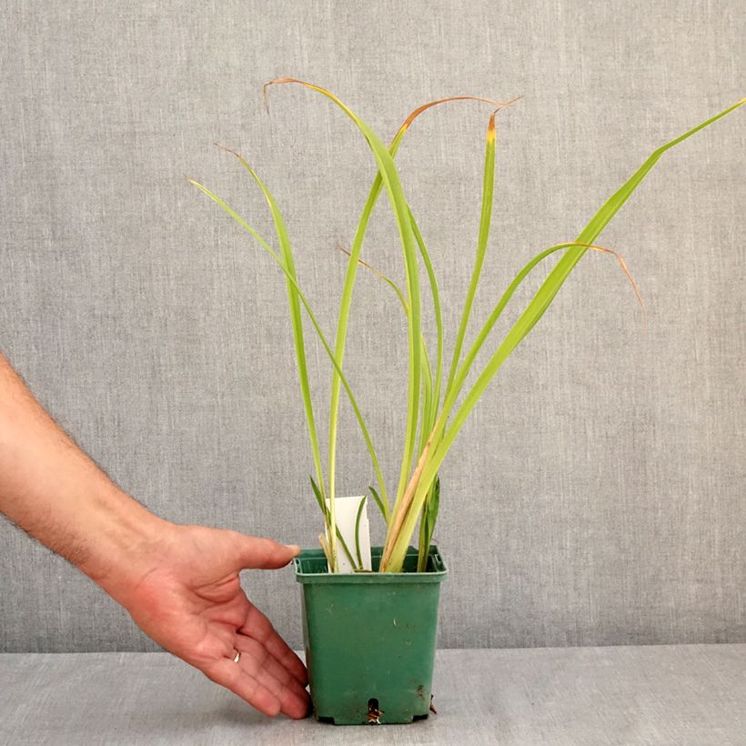Esemplare di Hemerocallis Black Eyed Susan - Emerocallide Vaso da 1L/1,5L consegnato in estate