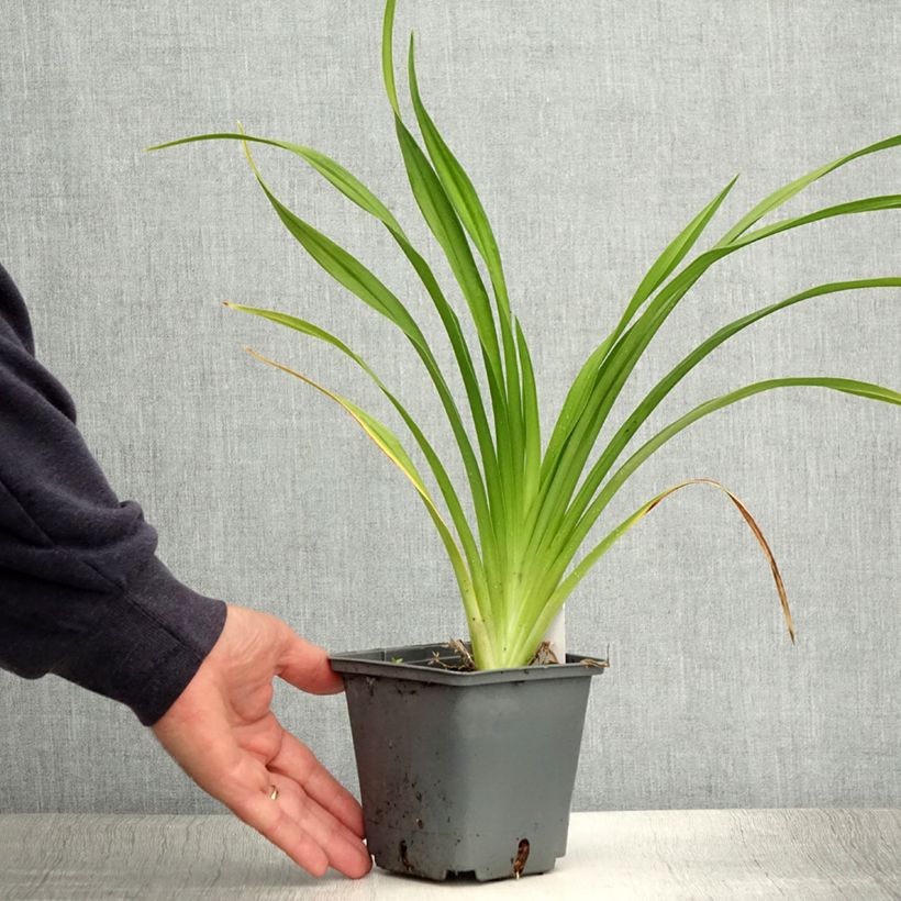 Esemplare di Hemerocallis Black Stockings - Emerocallide Vaso da 1L/1,5L consegnato in estate