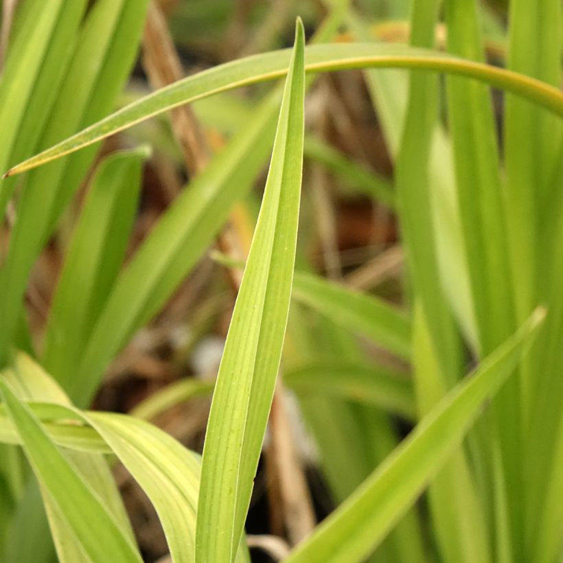 Hemerocallis Black Stockings - Emerocallide (Fogliame)