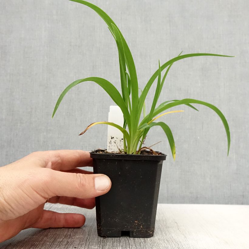 Example of Hemerocallis Bonanza - Emerocallide Vasetto da 8/9 cm as you get in printemps