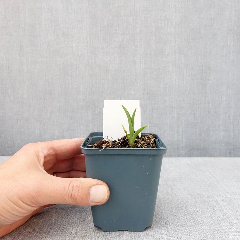 Hemerocallis Burning Daylight - Emerocallide Vasetto da 8/9 cm esemplare consegnato in primavera