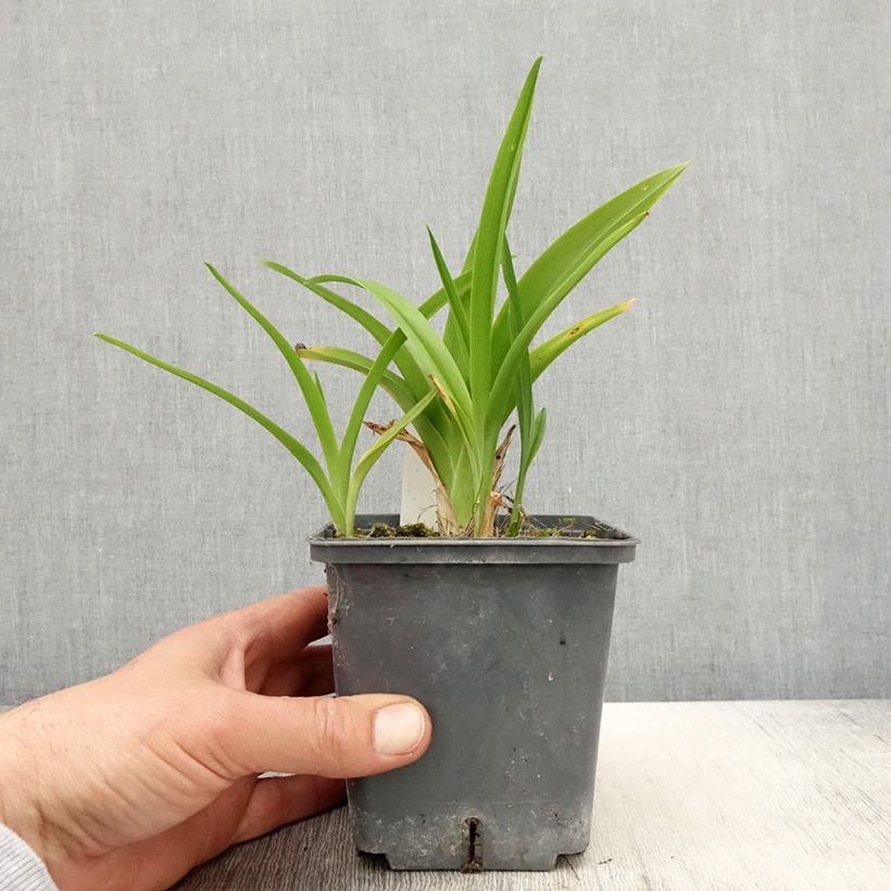 Hemerocallis Calico Jack - Emerocallide Vaso da 1L/1,5L esemplare consegnato in primavera