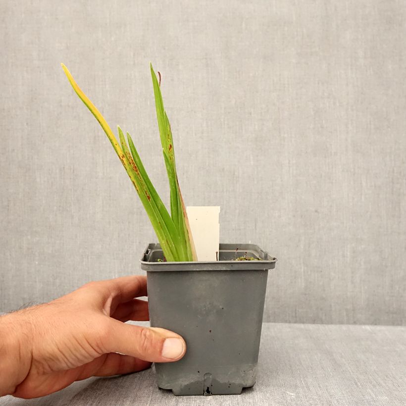 Esemplare di Hemerocallis Cape Breton - Emerocallide Vaso da 1L/1,5L come consegnato in autunno