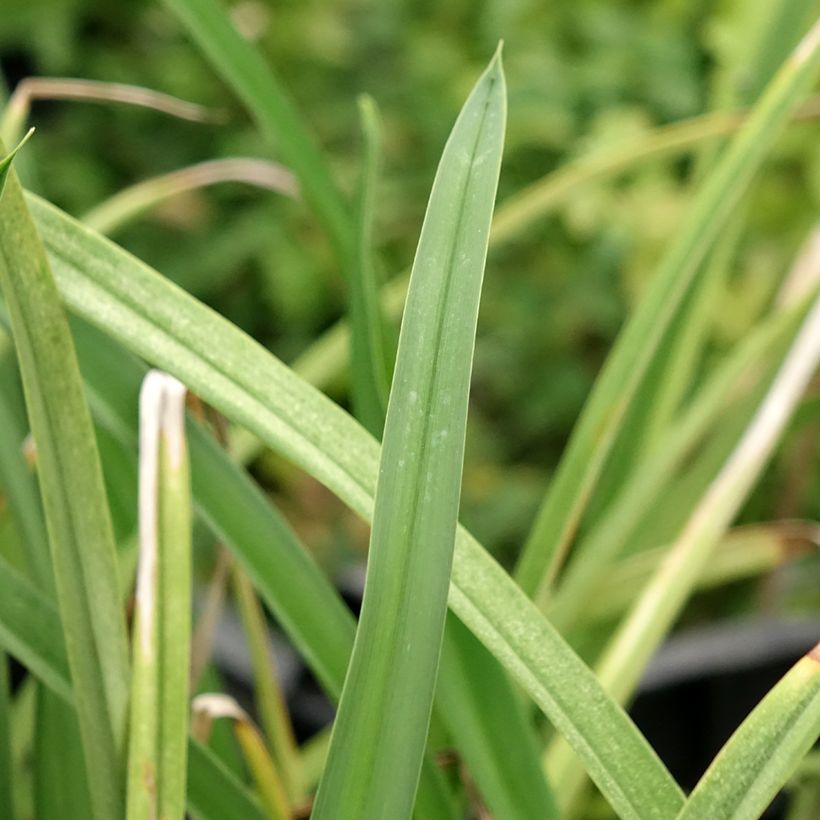 Hemerocallis Cape Breton - Emerocallide (Fogliame)