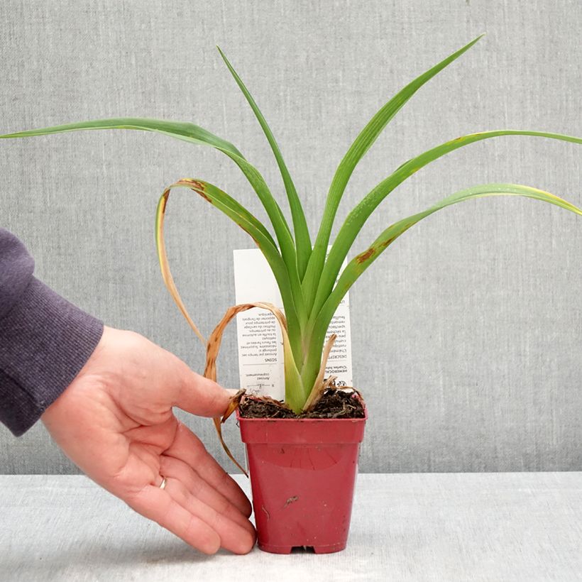 Hemerocallis Charles Johnson - Emerocallide Vasetto da 8/9 cm esemplare consegnato in primavera