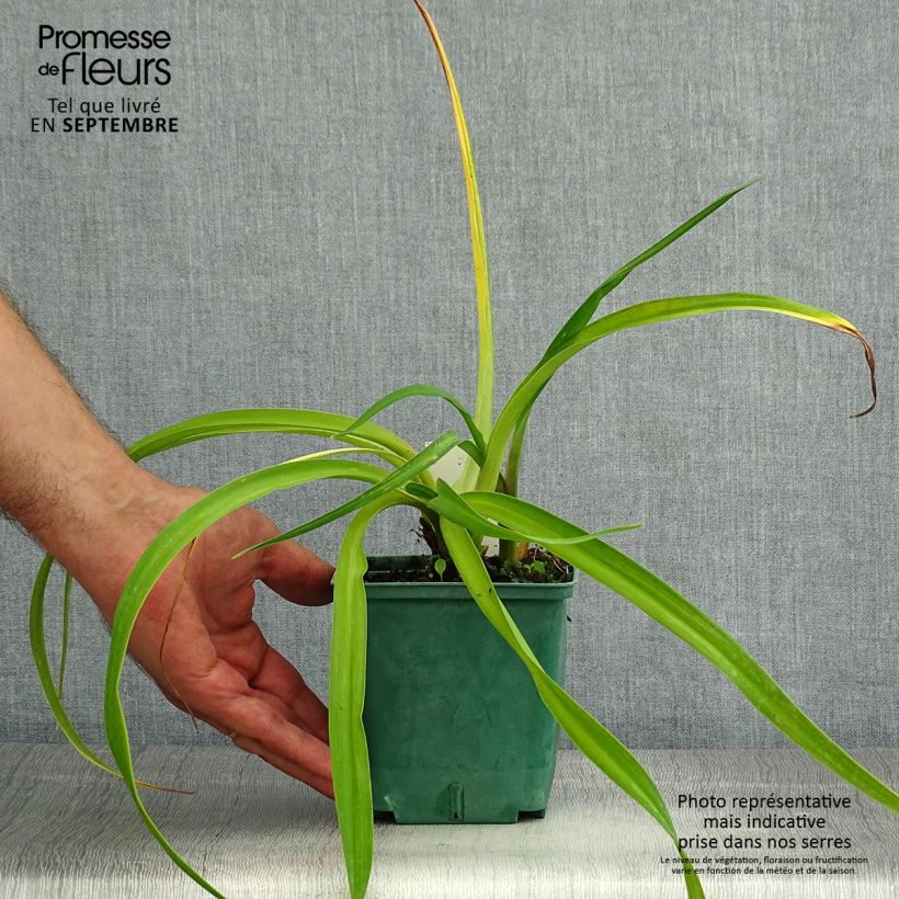 Esemplare di Hemerocallis Charles Johnson - Emerocallide Vaso da 1L/1,5L consegnato in estate