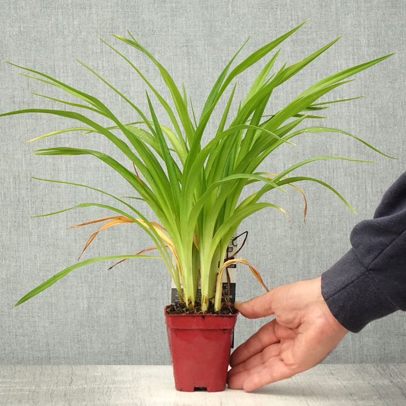 Hemerocallis Chosen Love - Emerocallide Vasetto da 8/9 cm esemplare consegnato in primavera