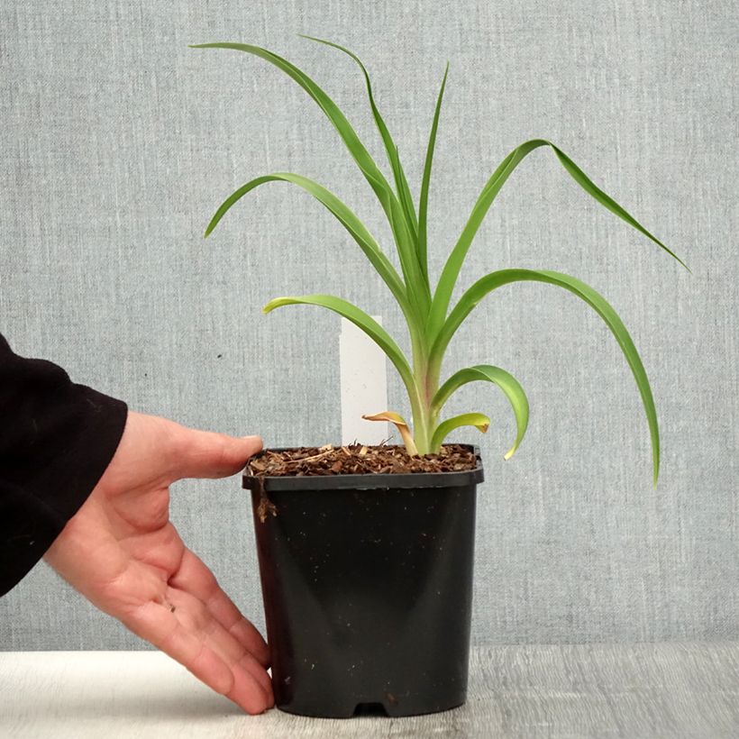 Example of Hemerocallis citrina - Emerocallide Vaso da 1,5L/2L as you get in printemps