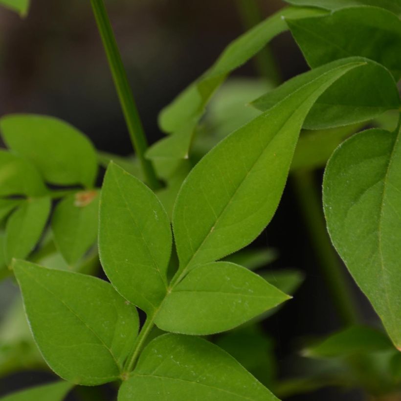 Hemerocallis Clothed in Glory - Emerocallide (Fogliame)