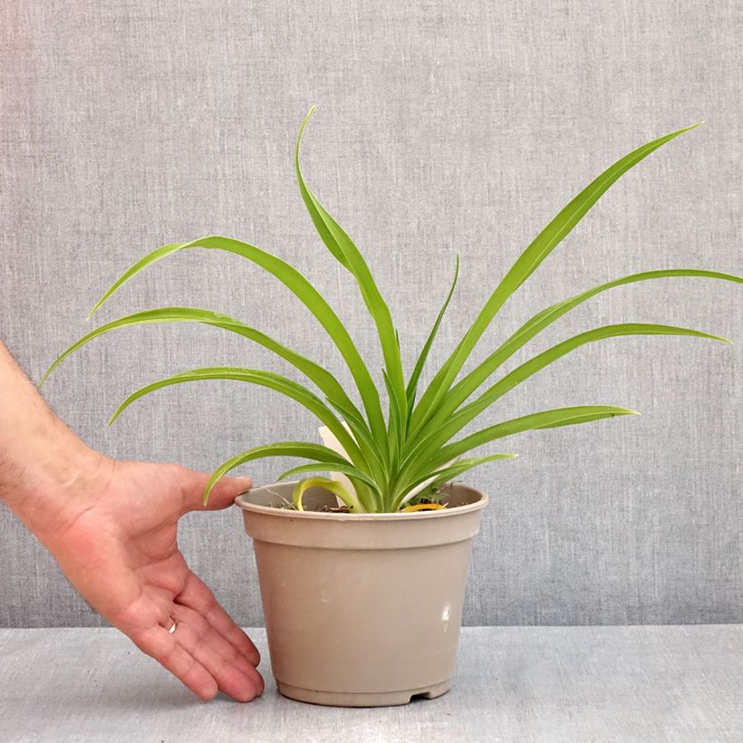 Hemerocallis Condilla - Emerocallide Vaso da 2L/3L esemplare consegnato in primavera