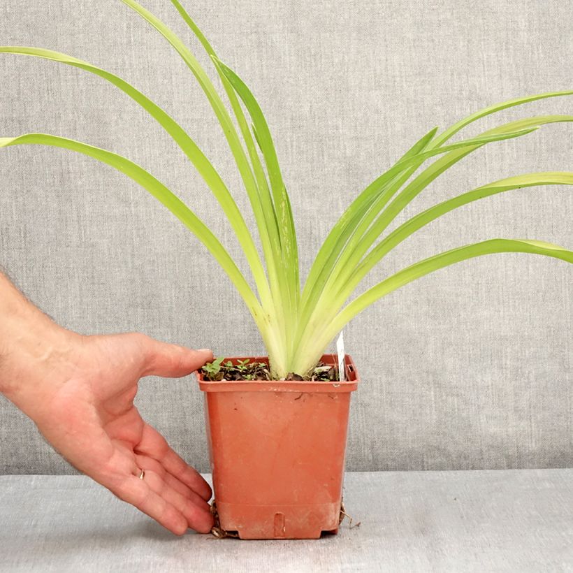 Esemplare di Hemerocallis Daring Deception - Emerocallide Vaso da 1L/1,5L consegnato in estate