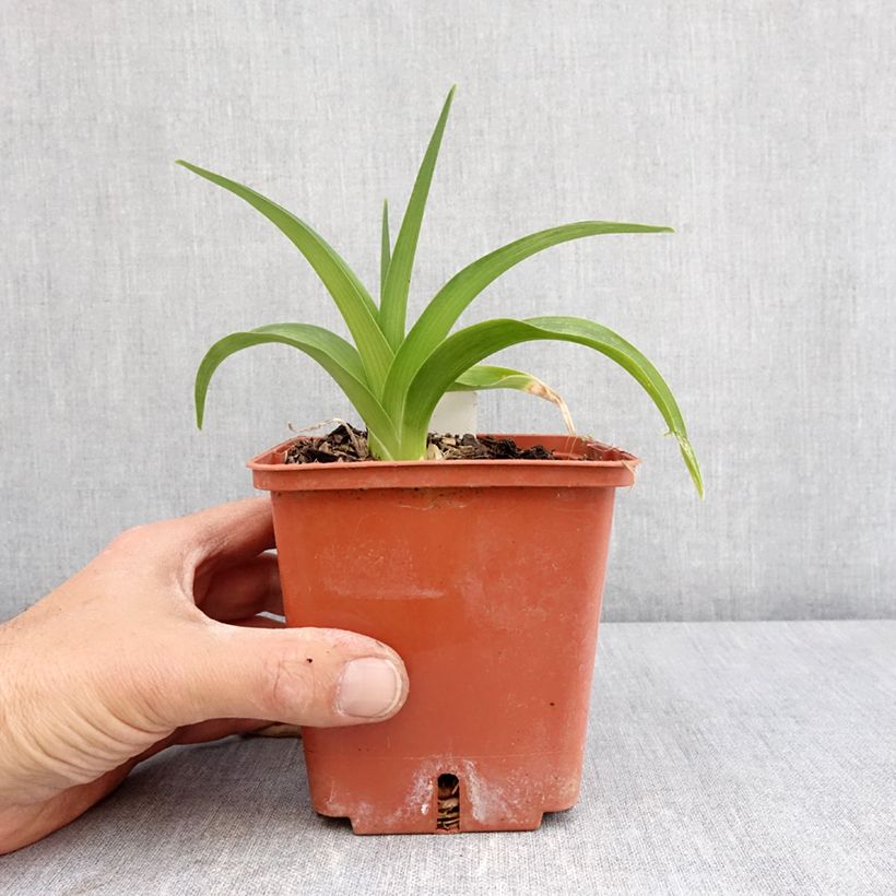 Hemerocallis Daring Deception - Emerocallide Vaso da 1L/1,5L esemplare consegnato in primavera