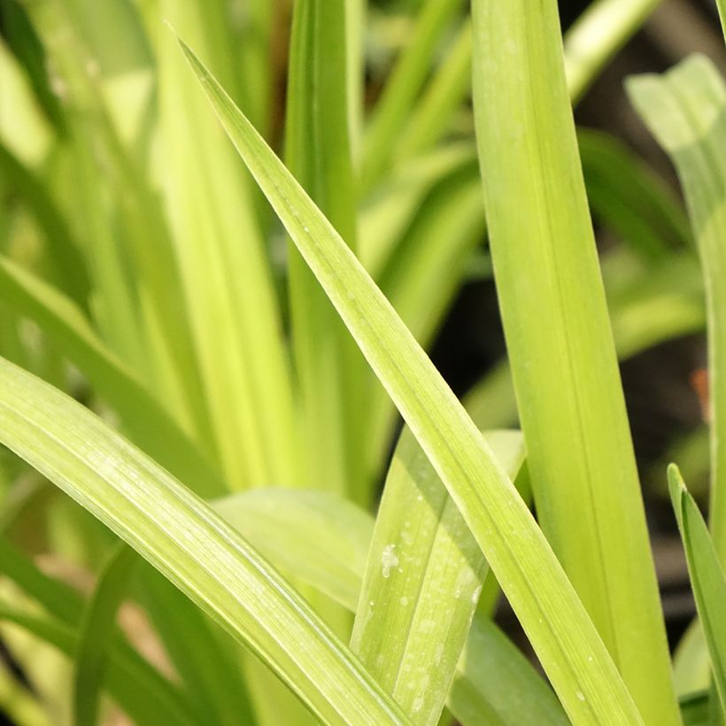 Hemerocallis Destined to See - Emerocallide (Foliage)