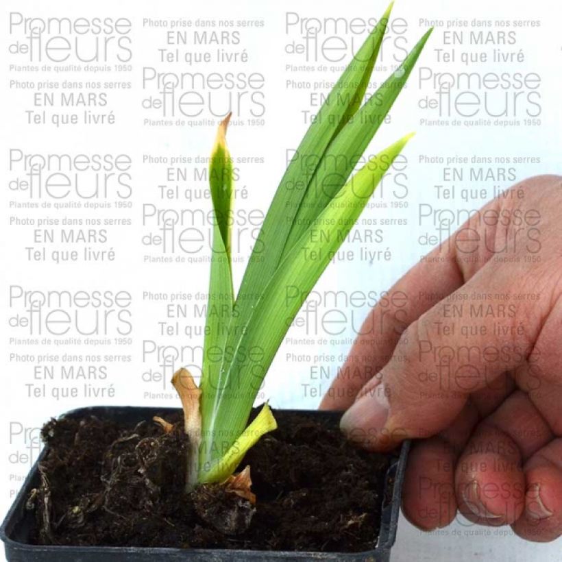 Esempio di esemplare Hemerocallis Double Dream - Emerocallide Vasetto da 8/9 cm come consegnato