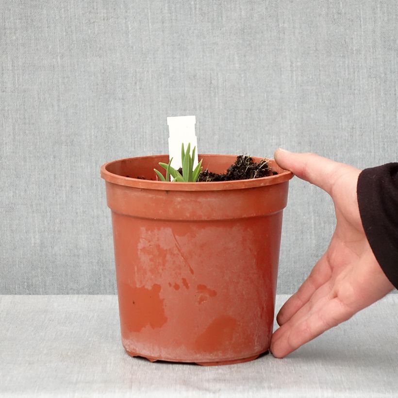 Example of Hemerocallis Double River Wye - Emerocallide Vaso da 2L/3L as you get in printemps