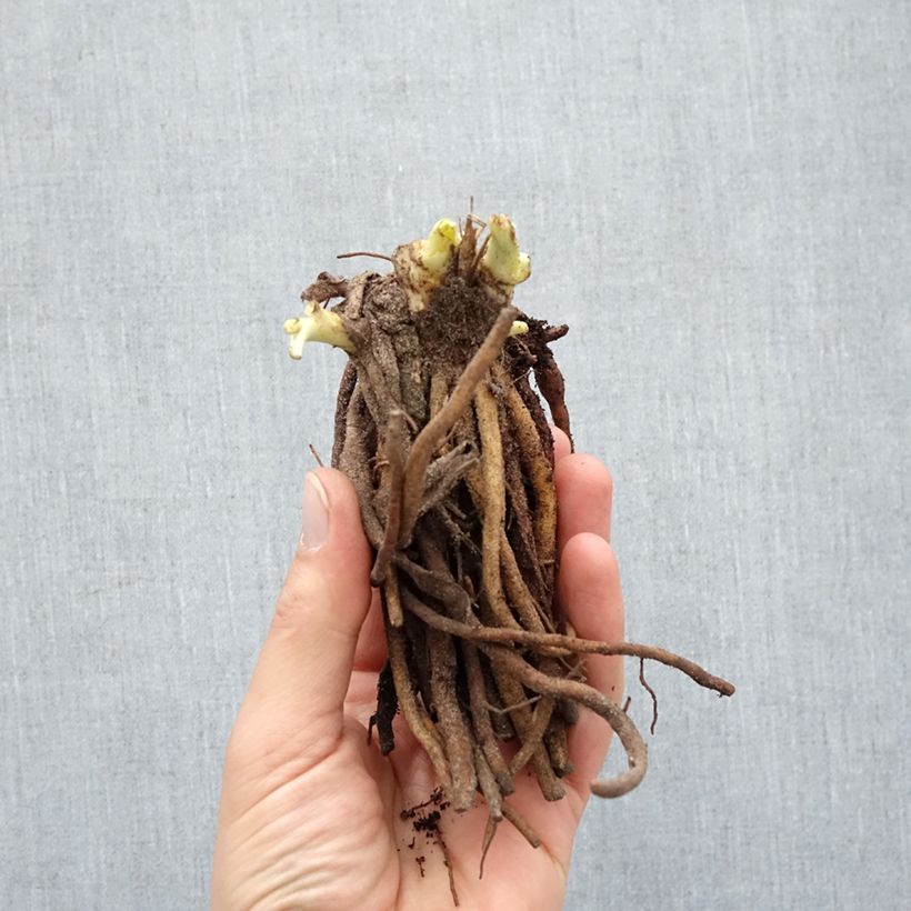 Example of Hemerocallis Double River Wye - Emerocallide Piante piccole a radice nuda as you get in hiver