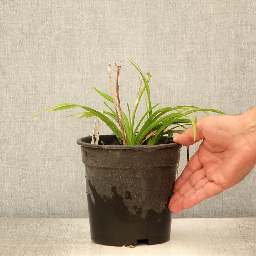Esemplare di Hemerocallis Everydaylily Bronze - Emerocallide Vaso da 2L/3L consegnato in estate