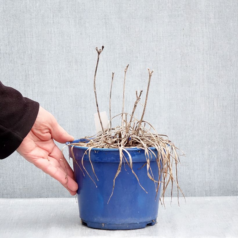 Example of Hemerocallis Everydaylily Cerise - Emerocallide Vaso da 2L/3L as you get in hiver