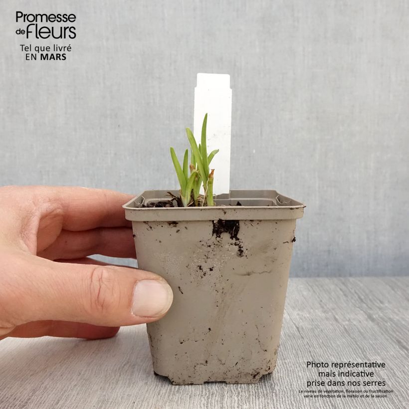 Example of Hemerocallis Everydaylily Red Ribs - Emerocallide Vasetto da 8/9 cm as you get in printemps