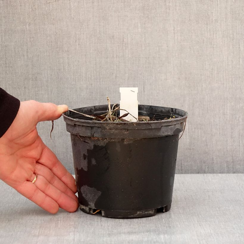 Example of Hemerocallis Everydaylily Red Ribs - Emerocallide Vaso da 2L/3L as you get in hiver