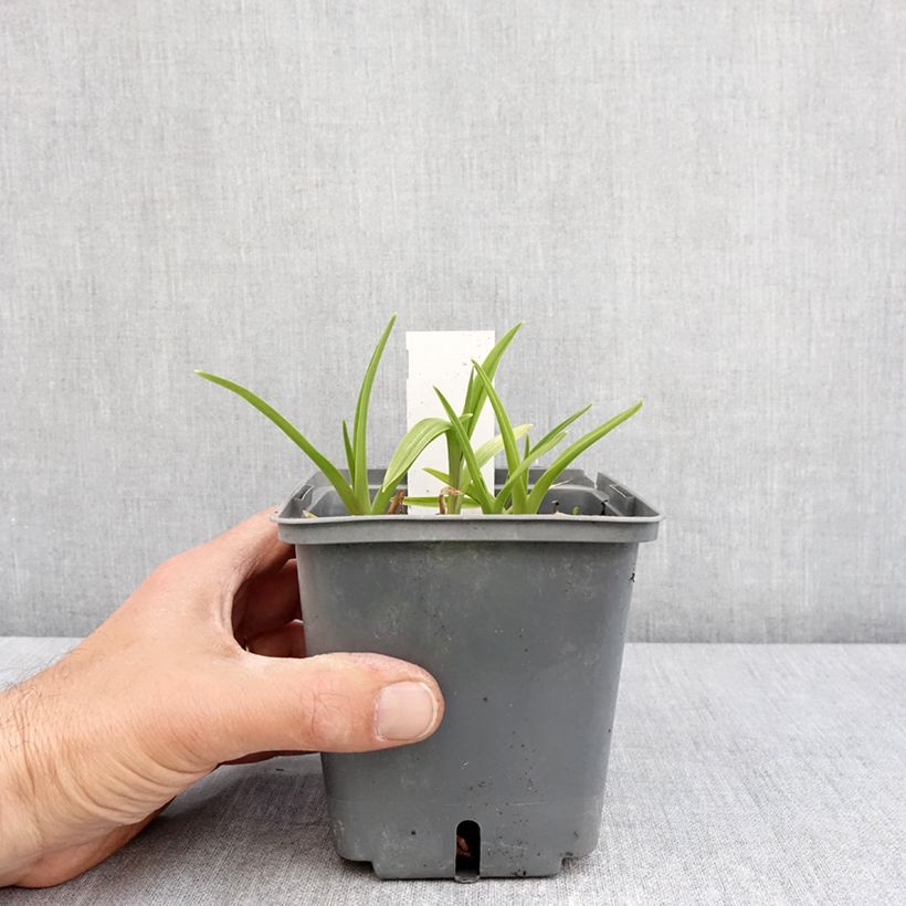 Hemerocallis Exotic Treasure - Emerocallide Vaso da 1L/1,5L esemplare consegnato in primavera