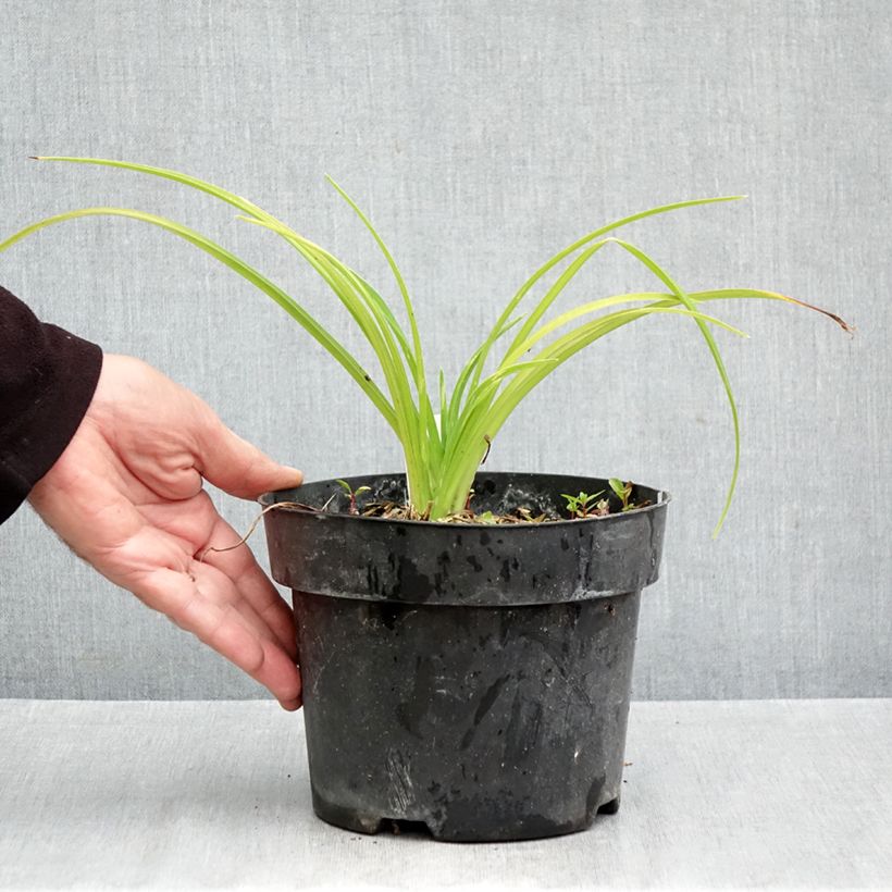 Esemplare di Hemerocallis Final Touch - Emerocallide Vaso da 2L/3L come consegnato in autunno