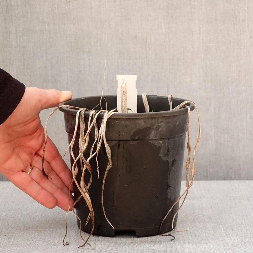 Hémérocalle Final Touch - Lis d'un jour rose carmin à centre vert Pot de 2L/3L esemplare consegnato in inverno